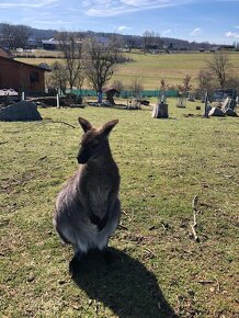 Prodám samečka klokana Bennettova Wallaby - 13