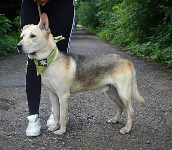 DELISO K ADOPCI - 2 ROKY, HODNÝ, KLIDNÝ,KONTAKTNÍ - 13