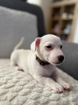 Jack russel teriér štěňátka k odběru ihned - 13