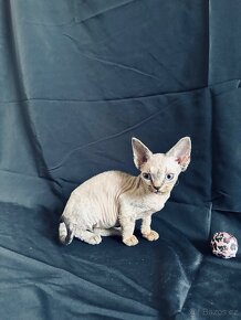 DEVON REX s PP (org. FIFE) - 13