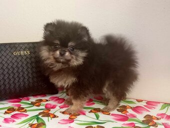 Pomeranian Mini Boo - Black And Tan Fenečka - 13