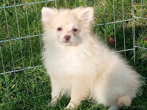 Pomeranian / NŠ - Pejsek - CREAM - 13