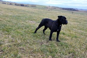 Cane Corso štěňátka s FCI PP - přátelská cena - 13