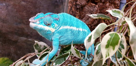 Chameleon Pardálí Nosy Be Blue - 14