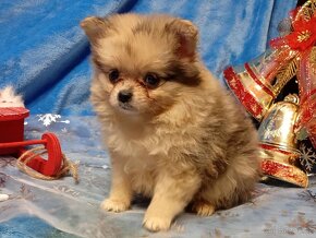 Pomeranian / Pomeranian Boo - Chocolatte Merle - 14