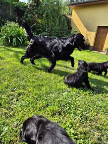 Štěně Flat Coated Retriever - láskyplná štěňátka retrivra - 14