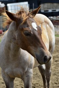 Quarter horse kobylka Red Roan - 14