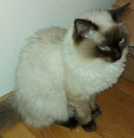 Ragdoll kocur na krytie - 14