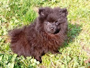 Pomeranian Krásný Černý Pejsek :) - 14