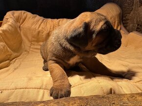 Štěňata Cane Corso - 14