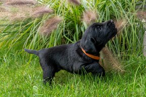 Flat Coated retriever - vrh B - kluci k okamžitému odběru - 14