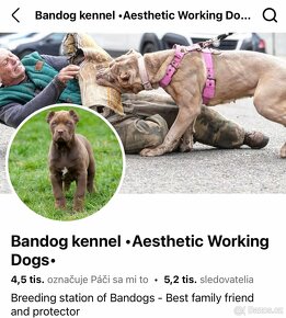 Bandog pes ke krytí - 14