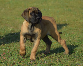 BOERBOEL  BALLOTADA  --VALERIE + VALENTÝNA - 14