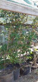 Semena vistárie a katalpy + stromky + vodní rostliny - 14