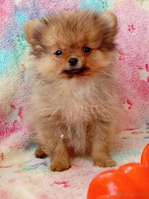 Nemecký Špic / Pomeranian - Mini Fenka - 14