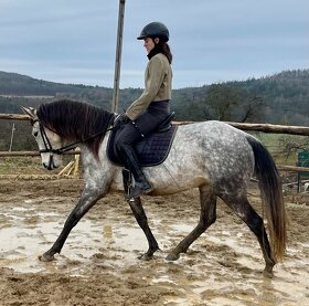 Lusitano PSL klisna s pp přímo od chovatele - 14