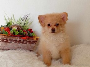 Fenečka Německý Špic / Pomeranian - Orange - 14