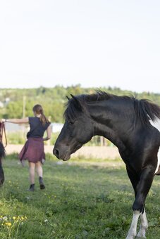 Huculská klisna, hucul, Tobiano, pony, malý kůň - 14