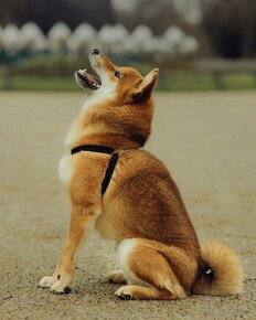 Nabídka kryti- Shiba inu s FCI PP - 14