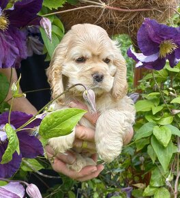 Americký kokršpaněl-štěňátka/ American cocker spaniel - 14