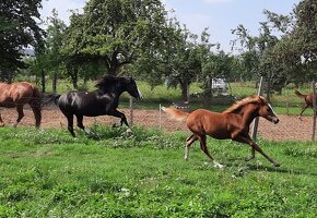 Líbivý valášek welsh pony - 14