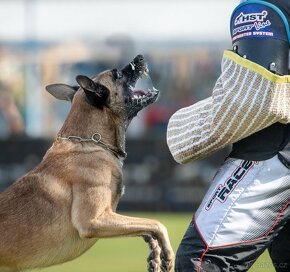 Belgický ovčák Malinois s PP - pracovní linie - 14