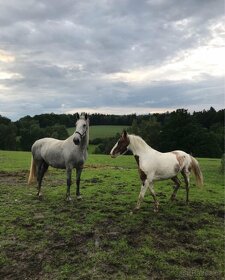 Nadějný pony do sportu/ luxusní hobby - 14