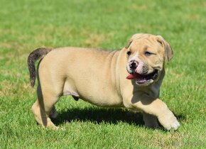 Boerboel - 14