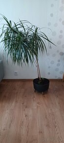 Dracaena Marginata 2-kmen - 14