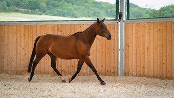 Dvouletá buckskin Quarter Horse klisna, nominace na Futurity - 14