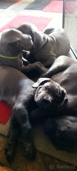 K odběru stěnata Cane Corso - 14