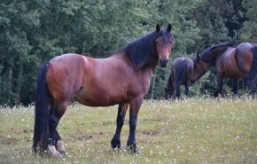 Welsh cob - 14