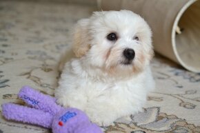 Štěňátka coton de tulear s PP - 14