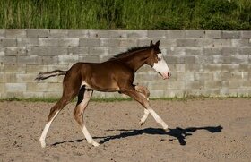 AQHA,  APHA - 14