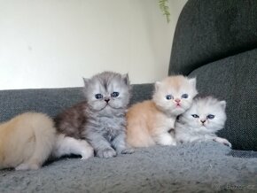 Prodám Perská koťátka - 14