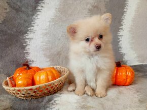 Nádherná Fenečka NŠ/Pomeranian - Cream - 14