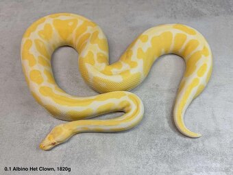Krajta královská subadult a adult - 14