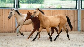 American Quarter Horse buckskin klisna, nominace na Futurity - 14