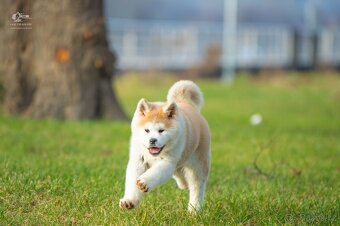 Akita inu s PP odběr ihned  - 14