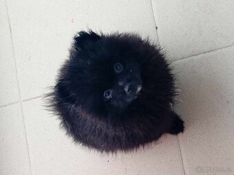 Černo bílá fenečka - Pomeranian mini Boo - 14