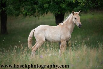 Lusitano klisna PSL 2 letá - 14