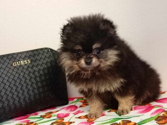 Pomeranian Mini Boo - Black And Tan Fenečka - 14