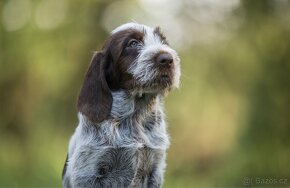 Italský spinone - 14