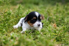 Jorkšírský teriér-Yorkshire Terrier Biewer a Black andtan PP - 14