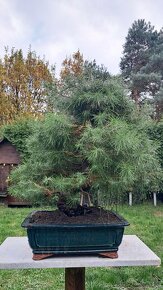 Bonsai Borovice - 14