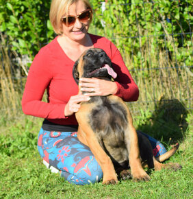 boerboel ballotada - 2 překrásné,velmi nadějné  feny - 15