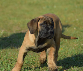 BOERBOEL  BALLOTADA  --VALERIE + VALENTÝNA - 15