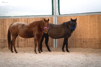 Klisna American Quarter Horse k pronájmu, prodeji či výměně - 15