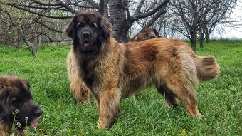 Leonberger s PP - 15