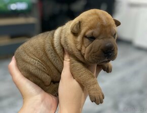 Shar-pei , Šarpej - 15